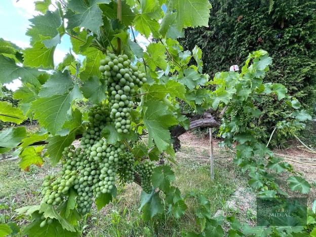 Prodej zahrady, Plzeň, Sluneční, 359 m2