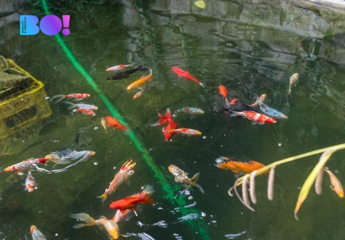 Prodej vily, České Budějovice, Preslova, 180 m2