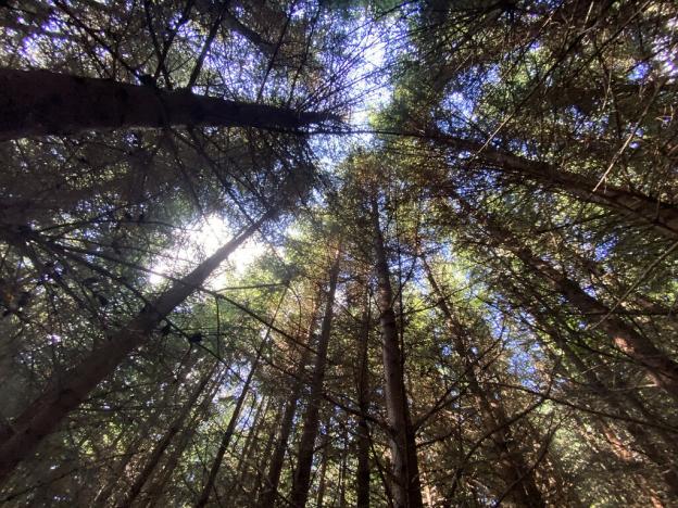 Prodej lesa, Lánov - Horní Lánov, 15996 m2