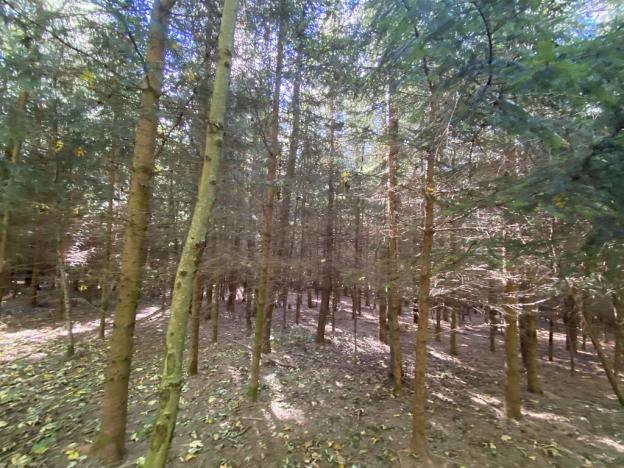 Prodej lesa, Lánov - Horní Lánov, 15996 m2