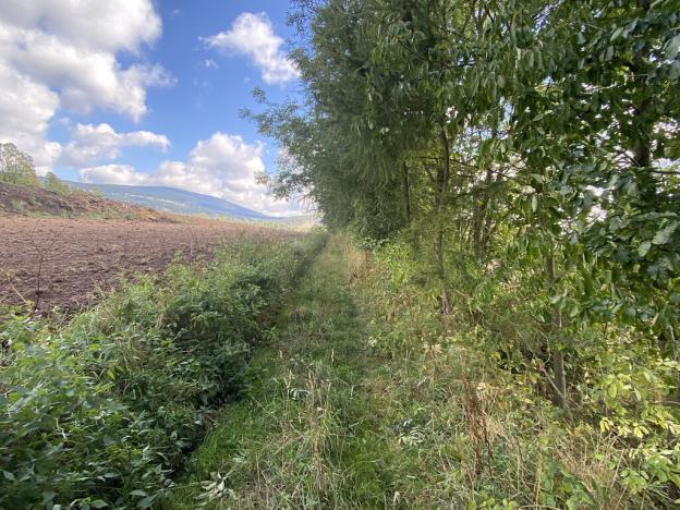 Prodej lesa, Lánov - Horní Lánov, 15996 m2