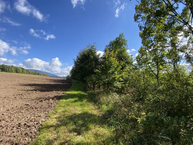 Prodej lesa, Lánov - Horní Lánov, 15996 m2