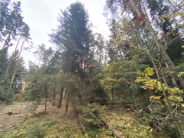 Prodej lesa, Srbice - Těšovice, 3279 m2