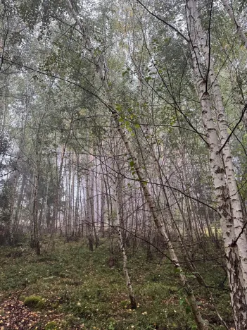 Prodej lesa, Zábrdí, 9676 m2