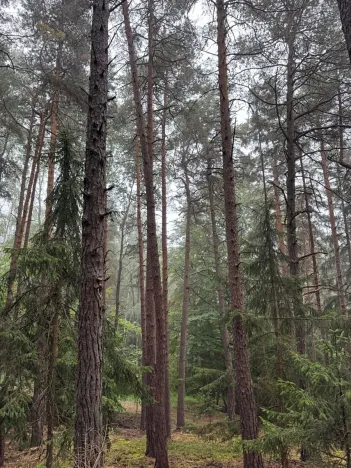 Prodej lesa, Zábrdí, 9676 m2