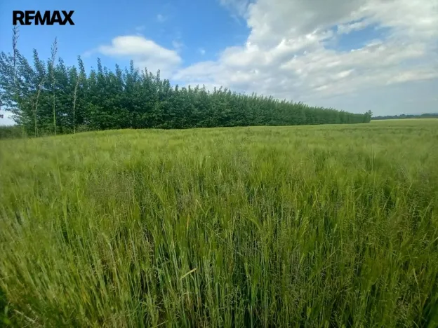 Prodej pole, Doubravice, 17750 m2