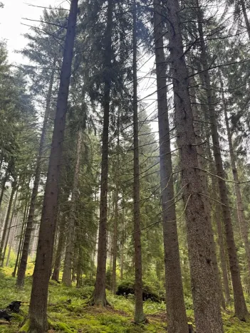 Prodej podílu pole, Nicov, 2230 m2