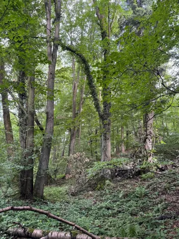 Prodej podílu lesa, Staříč, 16254 m2