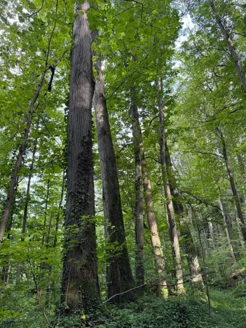 Prodej podílu lesa, Staříč, 16254 m2