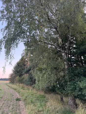 Prodej lesa, Horní Bukovina, 2690 m2