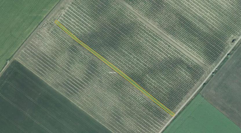 Prodej sadu/vinice, Terezín, 5465 m2