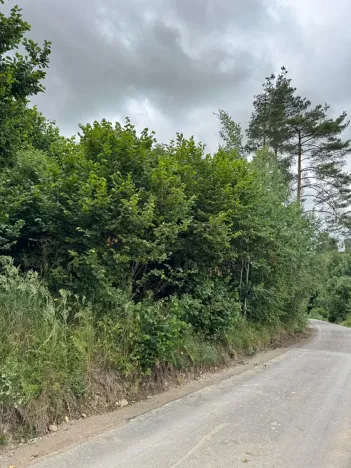 Prodej lesa, Brtnice, 14739 m2