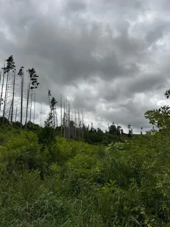 Prodej lesa, Brtnice, 14739 m2