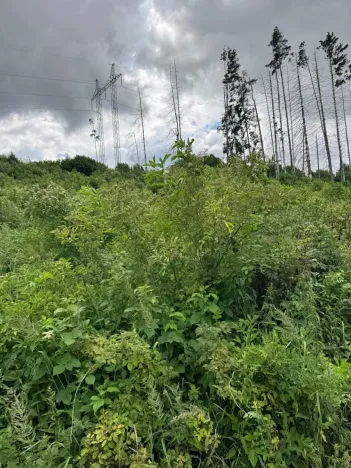 Prodej lesa, Brtnice, 14739 m2