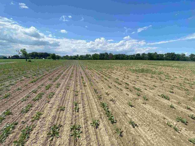 Prodej pozemku, Dolní Životice, 1696 m2