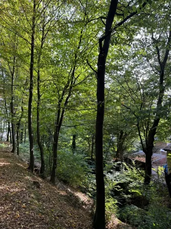 Prodej lesa, Háj ve Slezsku, 4689 m2