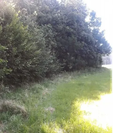 Prodej lesa, Vendryně, 3059 m2