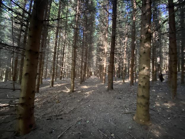 Prodej lesa, Lánov - Horní Lánov, 11269 m2