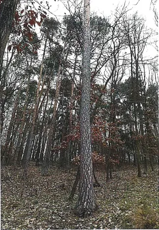 Prodej lesa, Tetčice, 1613 m2