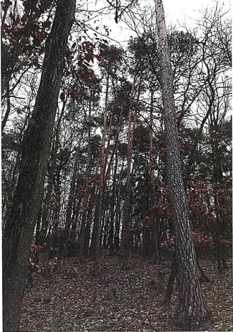 Prodej lesa, Tetčice, 1613 m2