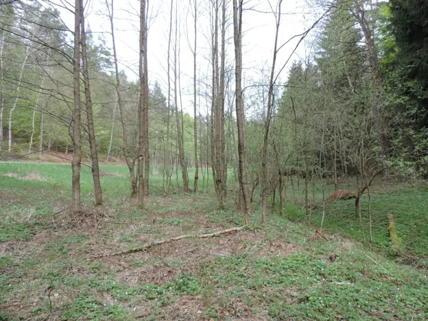 Prodej lesa, Osečná, 3006 m2