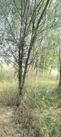 Prodej zahrady, Doubravčice, 7161 m2