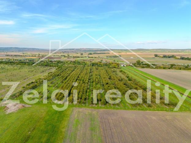 Prodej sadu/vinice, Rakvice, 210277 m2