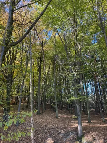 Prodej lesa, Mohelnice, 6148 m2