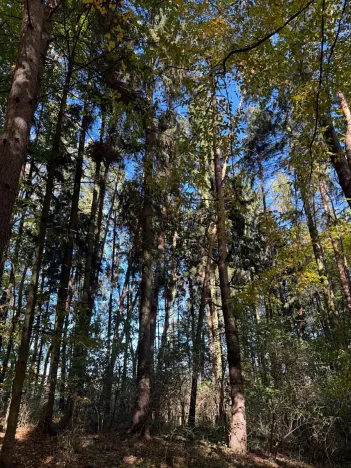 Prodej lesa, Mohelnice, 6148 m2