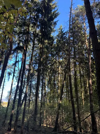 Prodej lesa, Mohelnice, 6148 m2