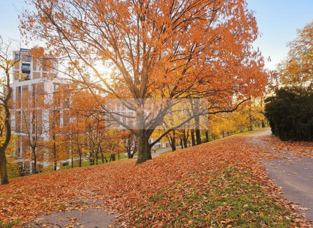 Pronájem bytu 2+kk, Praha - Žižkov, Olgy Havlové, 52 m2