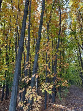 Prodej lesa, Libišany, 3737 m2