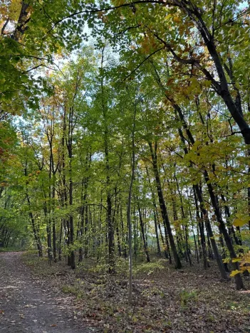 Prodej lesa, Libišany, 3737 m2