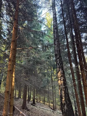 Prodej lesa, Ruda nad Moravou, 21892 m2