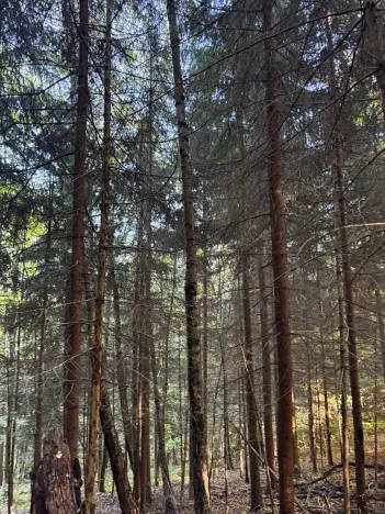 Prodej lesa, Ruda nad Moravou, 21892 m2