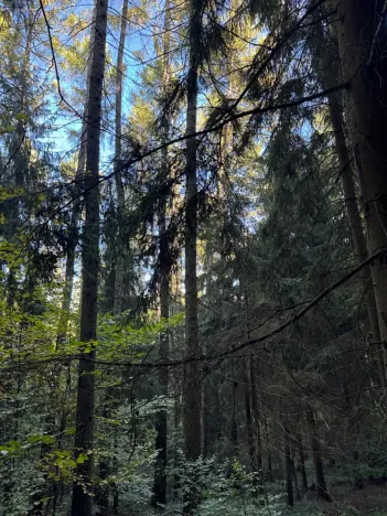 Prodej lesa, Ruda nad Moravou, 21892 m2