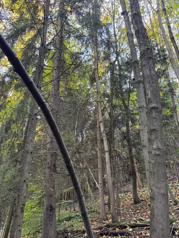 Prodej lesa, Ruda nad Moravou, 21892 m2