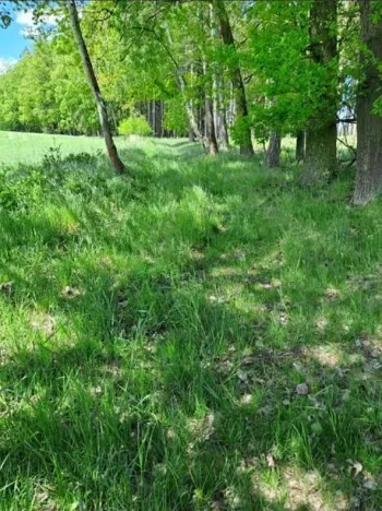 Prodej podílu lesa, Pacov, 475 m2