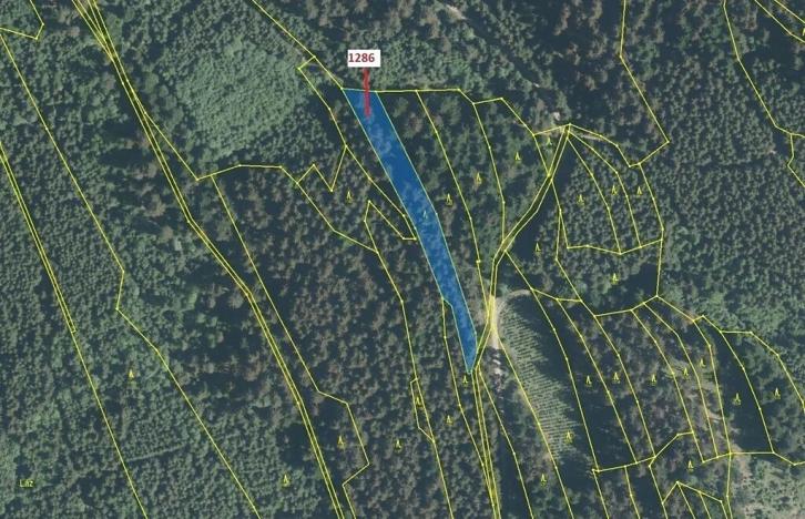 Dražba lesa, Lačnov, 2442 m2