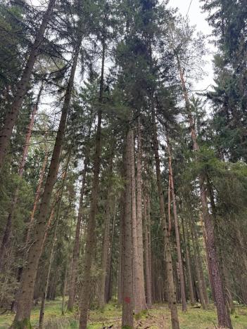 Prodej podílu lesa, Ledenice, 4462 m2