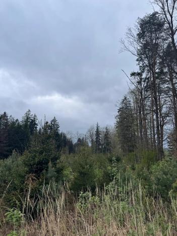 Prodej podílu lesa, Čížkov, 1076 m2