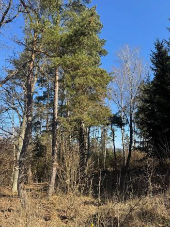 Prodej lesa, Mrákotín, 2434 m2