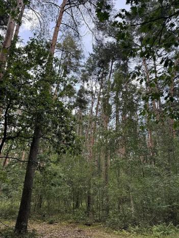 Prodej podílu lesa, Břehy, 2081 m2