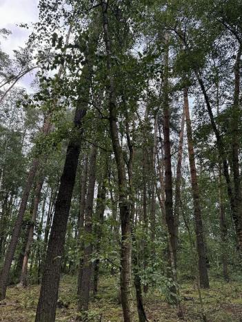 Prodej podílu lesa, Břehy, 2081 m2