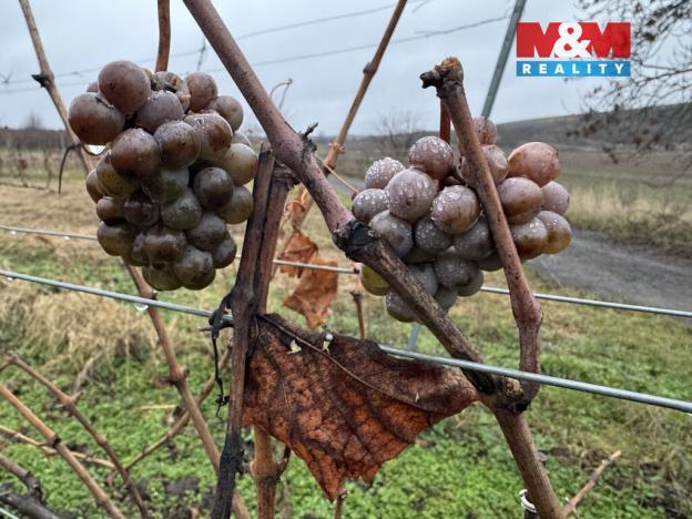 Prodej pole, Dolní Dunajovice, 6580 m2