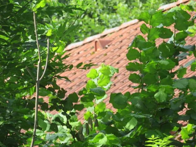 Dražba zahrady, Ústí nad Orlicí, 1390 m2