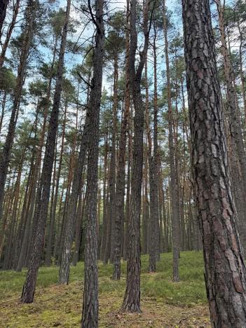 Prodej lesa, Čermná, 9742 m2