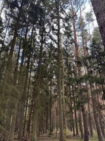 Prodej lesa, Čermná, 9742 m2