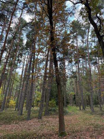 Prodej lesa, Čermná, 9742 m2