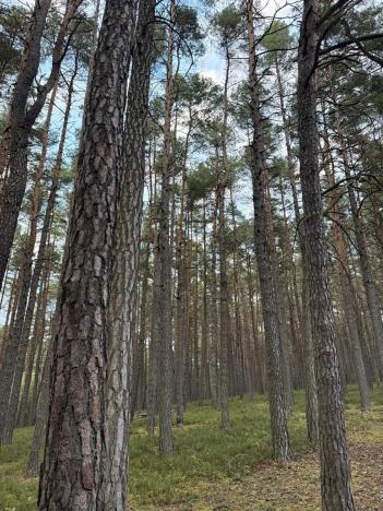 Prodej lesa, Čermná, 9742 m2
